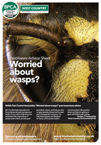 wasp nest removal pest control