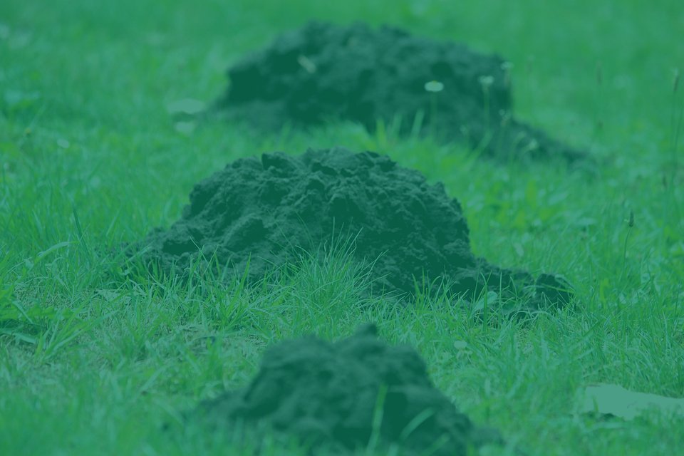 mole control mole catcher mole removal yeovil somerset dorset mole pest control