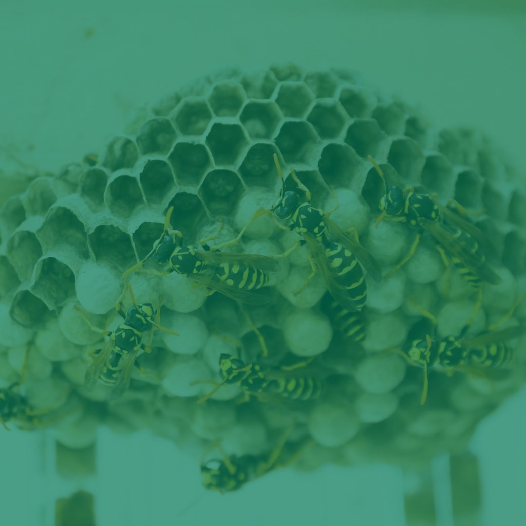 wasp-nest-removal -treament-yeovil-hornet-nest removal-west-country
